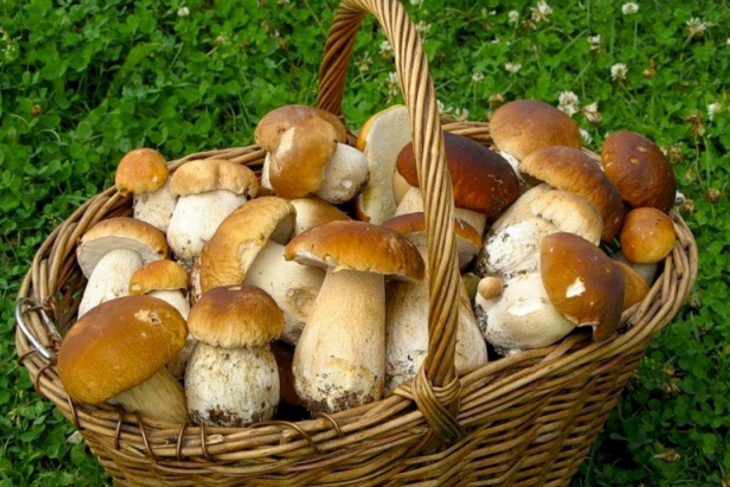 Правила употребления грибов на диете и полезные рецепты